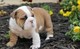 Preciosos cachorros de bulldog inglés disponibles para regalos