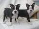 Regala espectaculares cachorrillos de boston terrier