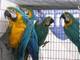 Regalo azul y oro loros guacamayo para adopcion 