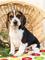 Regalo cachorros de beagle lindos y encantadores