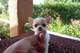 Regalo Chihuahua toy - Foto 2