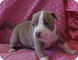 Regalo encantador y amigable bull terrier cachorros