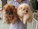 Regalo encantador y saludable chow chow cachorros - Foto 1