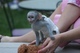 Regalo feliz y saludable bebé monos capuchinos