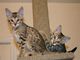 Regalo gatitos de sabana activos e inteligentes