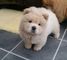 Regalo hermoso y especial cachorros chow chow - Foto 1