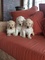 Regalo Hermosos goldendoodle cachorros - Foto 1