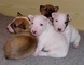 Regalo muy activo cachorros bull terrier - Foto 1