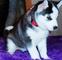 Regalo muy preciosos cachorros de husky siberiano - Foto 1