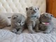 REGALO pedigrí británicos gatitos - Foto 1