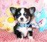 Regalo Precioso perrito chihuahua - Foto 1