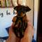 Regalo Preciosos cachorritos de mini pinscher - Foto 1