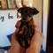 Regalo preciosos cachorritos de mini pinscher