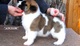 Regalo saludable y llamativo cachorros Akita - Foto 1