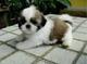 REGALO Shih tzu cachorros - Foto 1