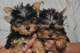 Regalo yorkshire terrier toy cachorros mini - Foto 2