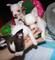 Riadero oficial cachorros chihuahua navidad - Foto 1