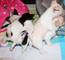 Riadero oficial cachorros chihuahua navidad - Foto 3