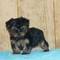 Yorkshire Terrier Puppies- ¡Listo ahora! - Foto 1