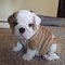 Adorables cachorros de bulldog inglés