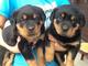 Beautiful kc rottweiler puppies