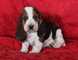 Cachorros Basset Hound disponibles - Foto 1