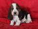 Cachorros Basset Hound para adopción - Foto 1