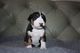 Cachorros bull terrier disponibles