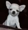 .cachorros chihuahua disponibles con papeles