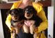 Cachorros de Airedale Terrier - Foto 1