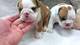 Cachorros de bulldog inglés vacunados actualmente- GRATIS - Foto 1