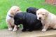 Cachorros labrador retriever en venta