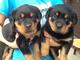 Cachorros rottweiler listo para la adopción