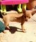 Cachorros samoyedos registrados - Foto 1