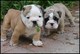 Domesticado cachorros de bulldog inglés- (gratis)