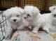 Dos cachorros maltés teacup necesita una nueva familia