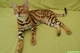 Gatos hermosos del gatito de bengala disponibles