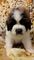 Gentle St Bernard Puppies - Foto 1