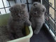 Gratis adorable gatitos Scottish fold - Foto 1