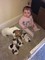 Gratis Cachorros Jack Russell para su adopcion - Foto 1
