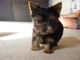 Inicio criado yorkie cachorros para rehoming