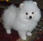 Micro Teacup Pomeranian cachorros para la adopción - Foto 1