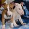 Miniature bull terrier con papeles