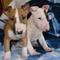 Miniature Bull Terrier con papeles - Foto 1
