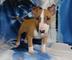 Miniature Bull Terrier con papeles - Foto 1