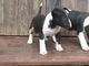 Miniature bull terrier con papeles