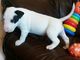 Miniature bull terrier con papeles