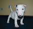 Miniature bull terrier con papeles