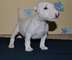 Miniature Bull Terrier con papeles - Foto 1