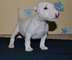 Miniature bull terrier con papeles